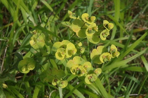 photo of Wood Spurge