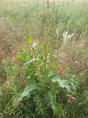 photo of Broad Leaved Dock