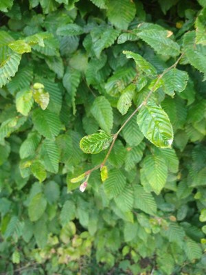 photo of Hornbeam