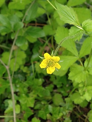 photo of Wood Avens