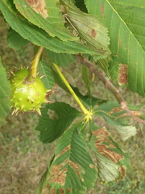 photo of Horse Chestnut