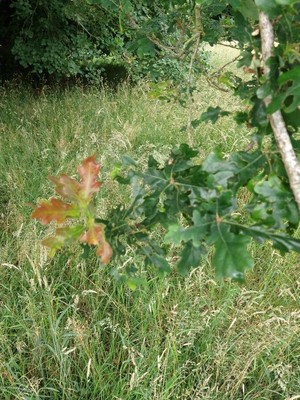 photo of Pedunculate Oak