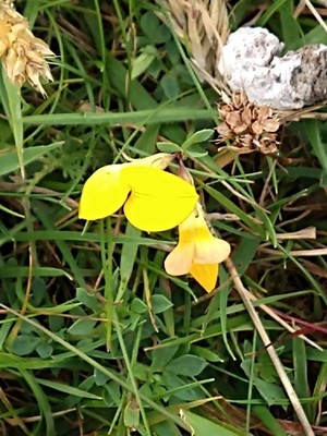 photo of Bird's Foot Trefoil