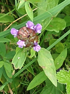 photo of Selfheal