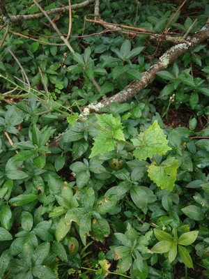 photo of Garlic Mustard