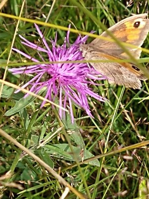 photo of Brown Knapweed