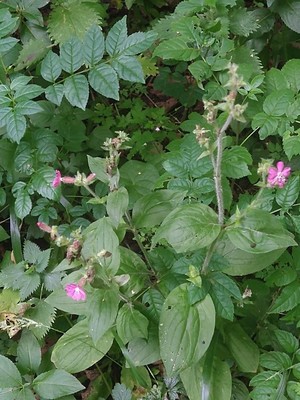 photo of Red Campion