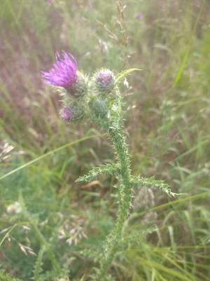 photo of Plumeless Thistle