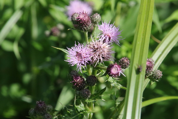 photo of Creeping Thistle