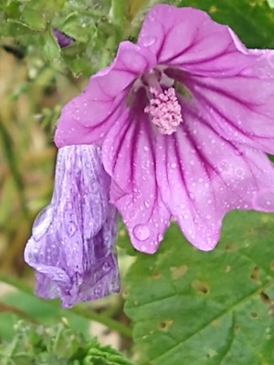 photo of Common Mallow