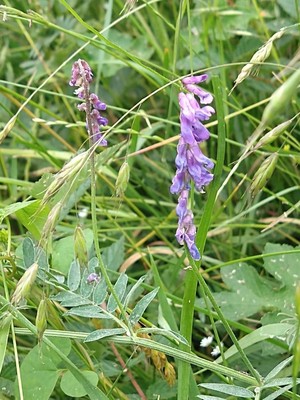 photo of Fodder Vetch