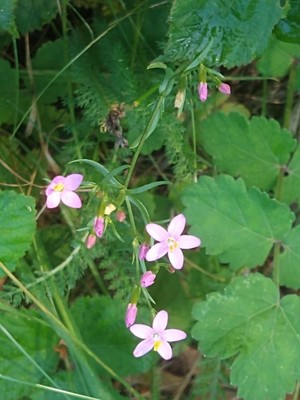photo of Common Centaury