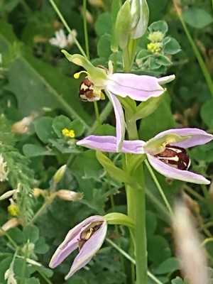 photo of Bee Orchid