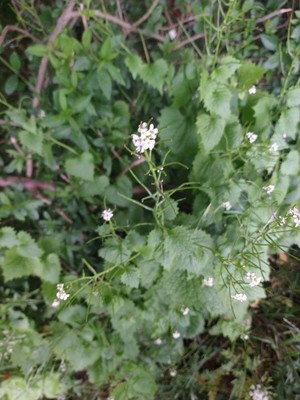 photo of Garlic Mustard