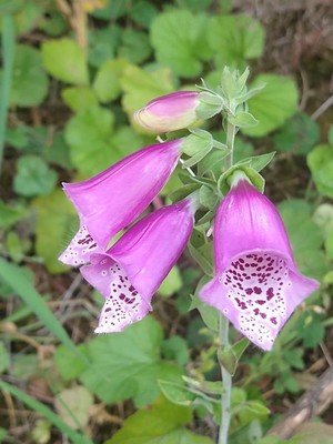 photo of Foxglove