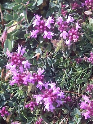 photo of Mother Of Thyme