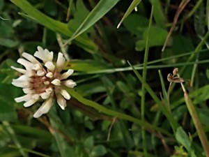 photo of White Clover