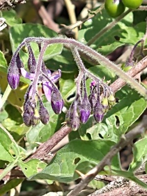 photo of Bittersweet