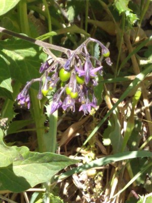 photo of Bittersweet