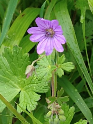 photo of Hedgerow Crane's Bill