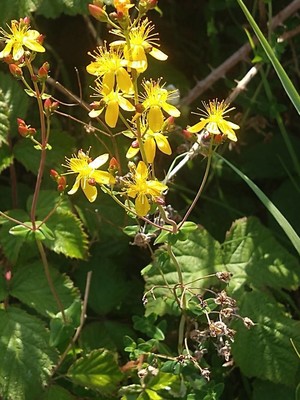 photo of Slender St John's Wort