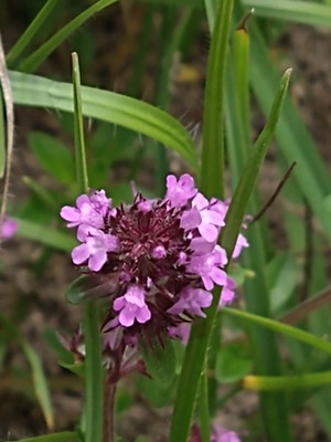 photo of Wild Thyme