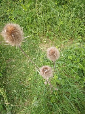 photo of Teasel