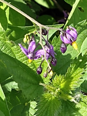 photo of Bittersweet