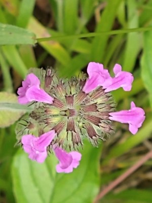 photo of Wild Basil