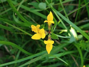 photo of Bird's Foot Trefoil