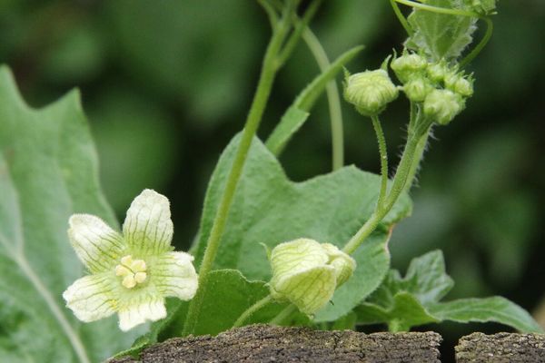 photo of White Bryony
