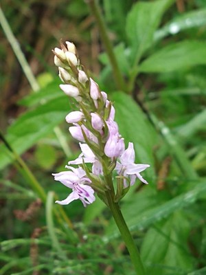 photo of Common Spotted Orchid