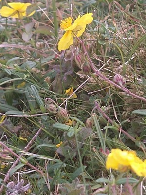 photo of Common Rockrose