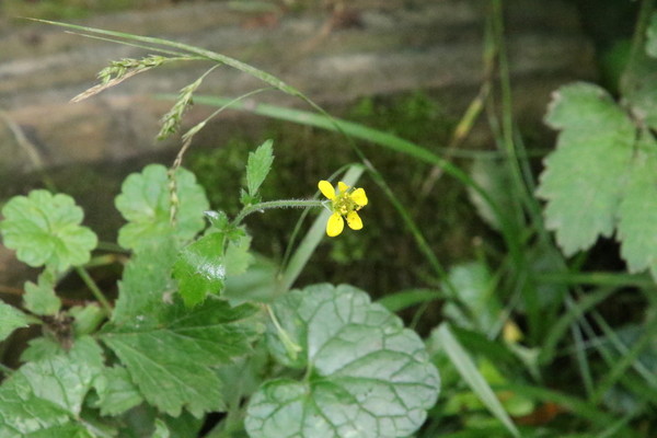 photo of Wood Avens