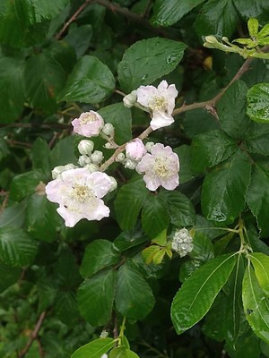 photo of Elm Leaved Bramble