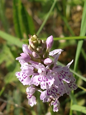 photo of Common Spotted Orchid