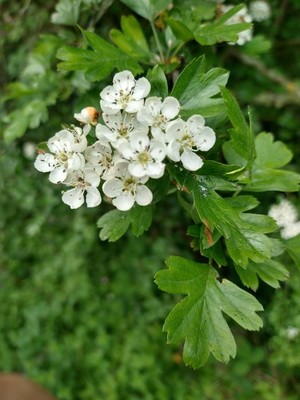 photo of Hawthorn