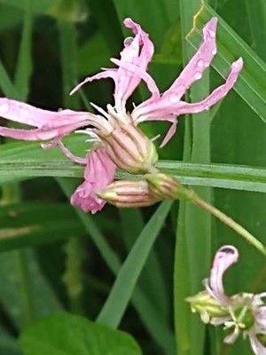 photo of Ragged Robin