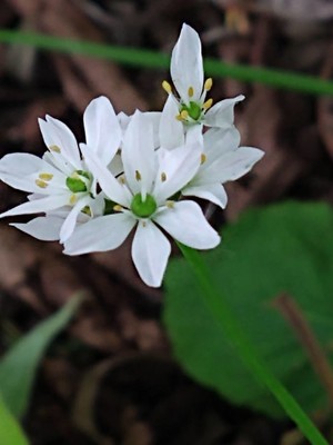 photo of Hairy Garlic
