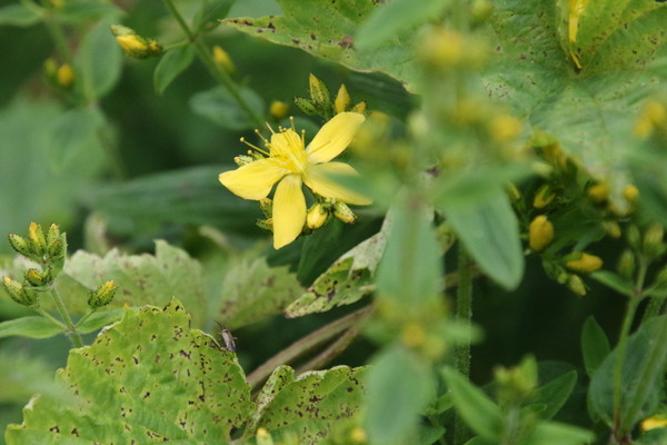 photo of Hairy St John's Wort