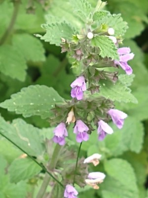 photo of Black Horehound