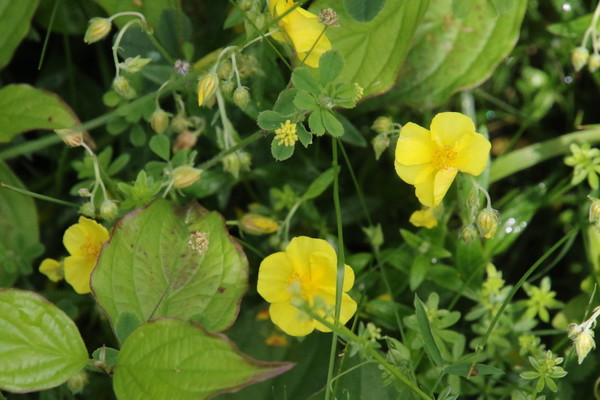 photo of Common Rockrose