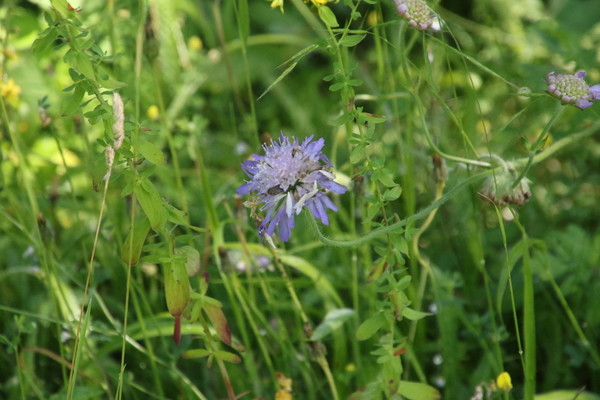 photo of Field Scabious