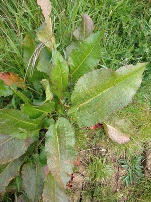 photo of Broad Leaved Dock