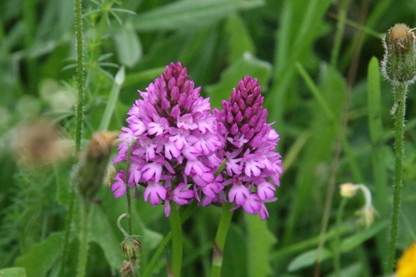 photo of Pyramidal Orchid