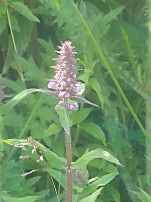 photo of Marsh Woundwort