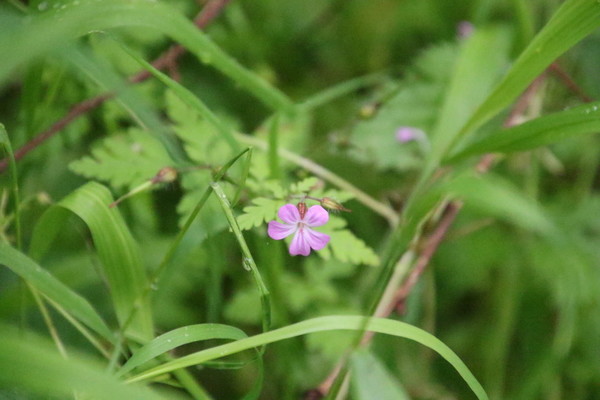 photo of Herb Robert