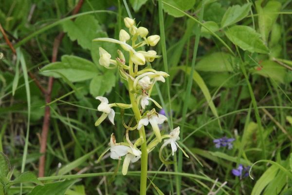 photo of Greater Butterfly Orchid