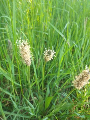 photo of Ribwort Plantain