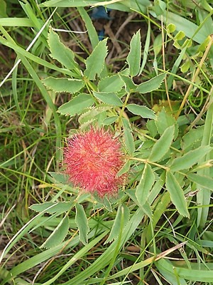 photo of Prairie Rose